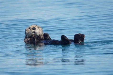 Sea Otter Vs River Otter (9 Key Differences) - Wildlife Informer