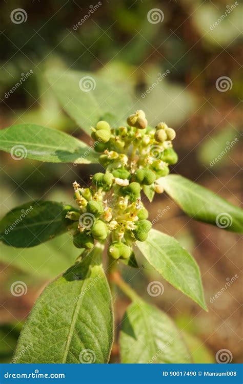 Planta Del Heterophylla Del Euforbio Foto De Archivo Imagen De Cierre