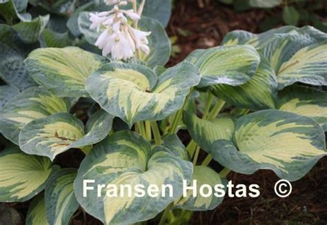 Hosta Great Expectations - Fransen Hostas
