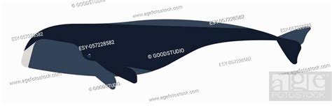 Arctic whale flat vector illustration. Huge marine animal side view, Stock Vector, Vector And ...