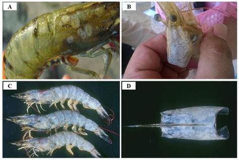 Viruses Free Full Text Viral Shrimp Diseases Listed By The Oie A Review