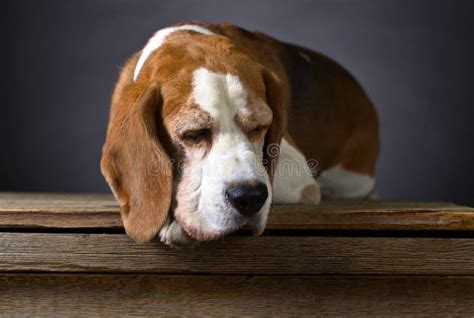 Portrait of a Purebred Beagle . Stock Image - Image of face, bored: 99872263