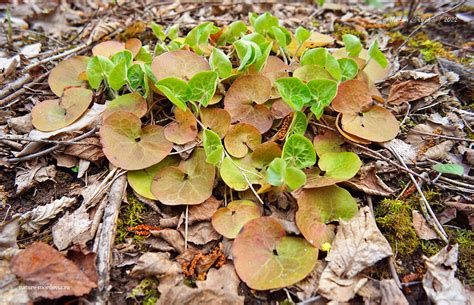 Копытень европейский (Asarum europaeum) | Пикабу