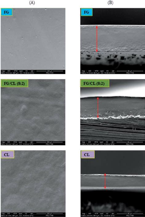 SEM Micrographs Of Surface A And Cryo Fractured Cross Section B Of