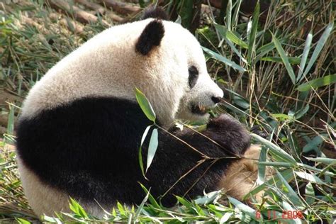 Concern pandas: The giant panda breeding capacity