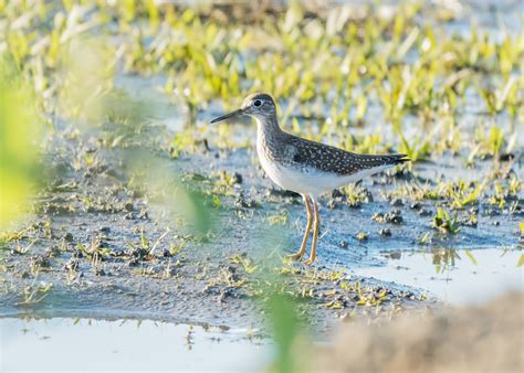 Solitary Sandpiper — Sacramento Audubon Society