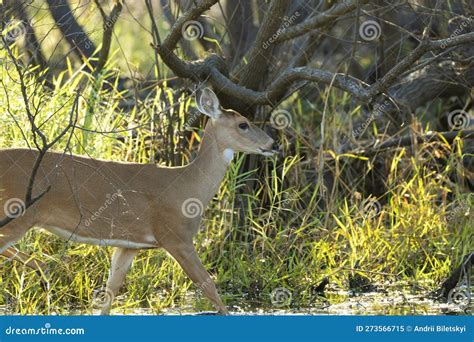 Key Deer In Natural Habitat In Florida State Park Stock Image Image Of Beautiful Marsh 273566715