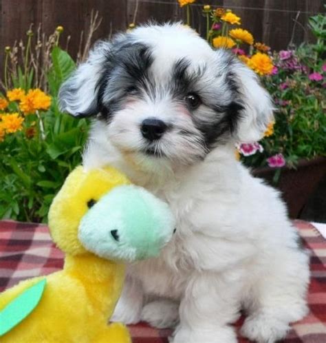 Cute Puppy And Dog 3 Top Cute White Havanese Puppies