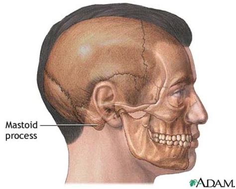 What Is Mastoiditis Anatomy Images Anatomy Ear Anatomy