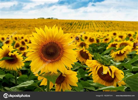 Sunflower field landscape — Stock Photo © pavlo.baliukh@gmail.com #162397314