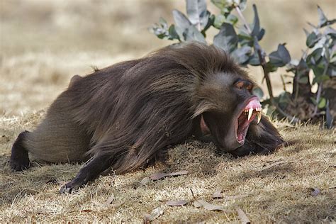 Gelada Baboon Teeth