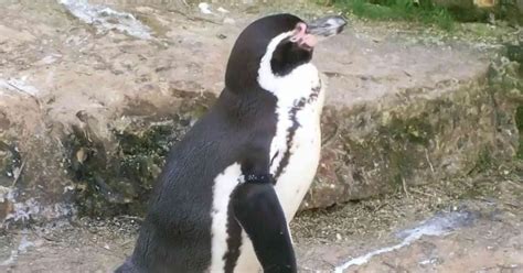 Penguin Behavior - AnimalBehaviorCorner