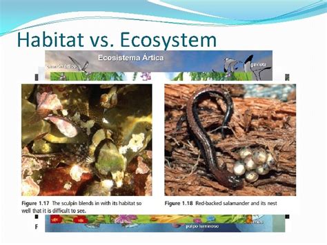 1 2 Ecosystems Habitat Vs Ecosystem Oxygen Plants