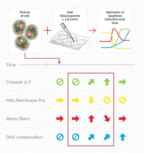 Simplifying Complex Fluorescence Multiwell Plate Assays Science Lab Leica Microsystems