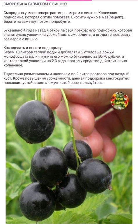Pin by Наталья Ромодина on сад растения | Succulents garden, Ikebana ...