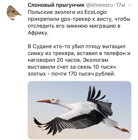 ﻿Слоновый прыгунчик @shrewsru • 17м Польские экологи из EcoLogic ...