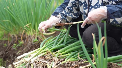 Women harvesting green onions 9265306 Stock Video at Vecteezy