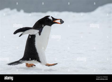 Antarctica, Brown Bluff. Gentoo penguin with nesting stone, courtship ...