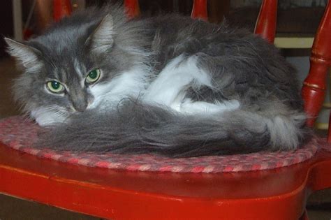 Mama Kitty | The Animal League Of Green Valley