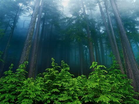 Tall Trees Wallpapers Top Free Tall Trees Backgrounds Wallpaperaccess