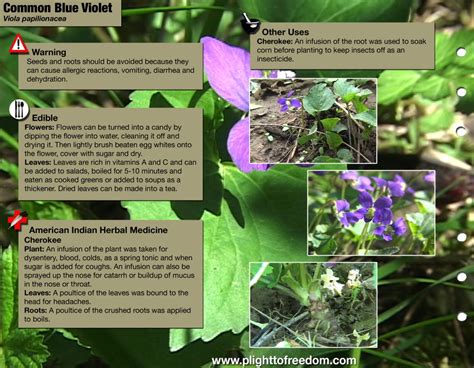 Common Blue Violet Edible Medicinal Cautions And Other Uses The