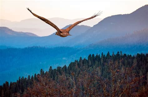 Birds Of The Rocky Mountains