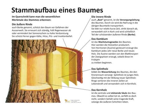 Stammaufbau Kologie Lehrtafeln Natur Im Bild Lehrtafeln F R