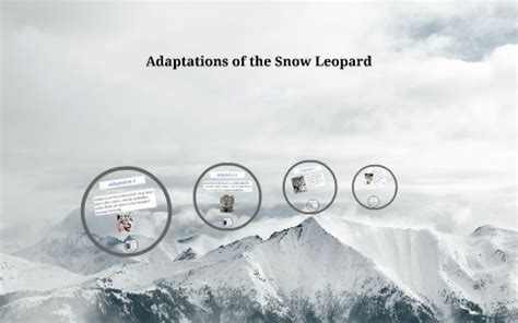 Adaptations of Snow Leopard by Jocelyn Gilbert on Prezi