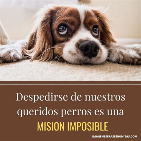 Frases Perro Fallecido Article Frases De Motiva O Curtas