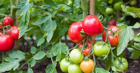 Faut Il Couper Les Feuilles Des Tomates Pour Les Faire M Rir Plus Vite