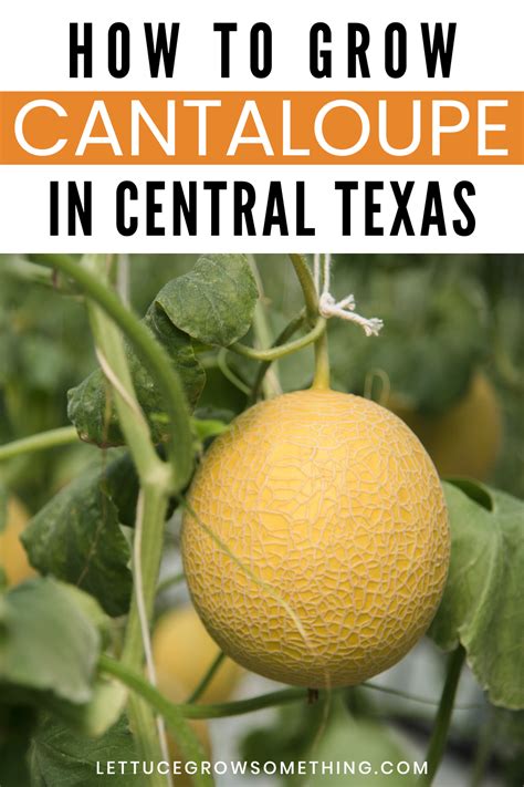 How To Grow Cantaloupe In Central Texas Lettuce Grow Something