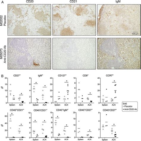 Immature Mature And Memory B Cells Are Depleted By Anti CD20 MAb A