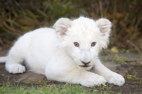 23 Albino Animals So Stunning You Will Literally Gasp | Most beautiful ...