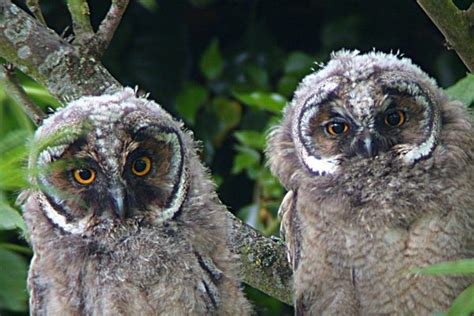 Long-eared Owl - BirdWatch Ireland