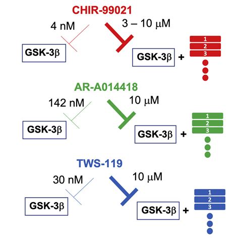 Premise And Peril Of Wnt Signaling Activation Through Gsk Inhibition