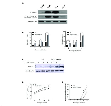 Hdac Knockout Enhances Fmdv Replication A Bhk Cells Were