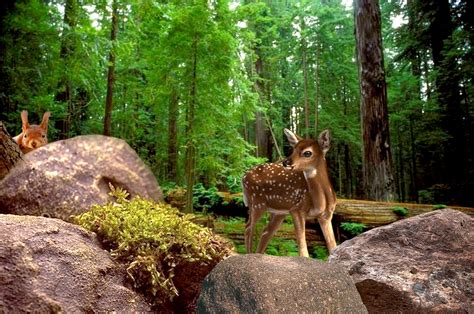 Forest Wild Animals Wallpaper