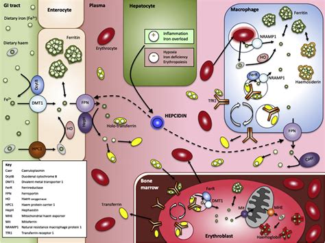 Iron Homeostasis And Perioperative Management Of Iron Deficiency BJA