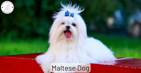 The Maltese Is A Toy Dog Breed With A Big Attitude