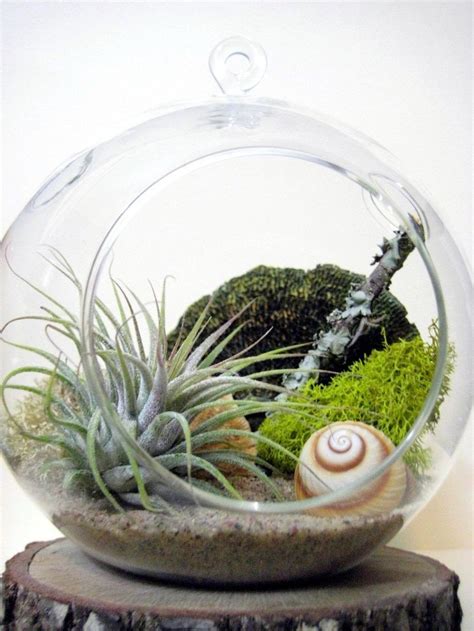 Air Plant Terrarium Kit And Stained Glass Inspiration 10 Air Plant Terrarium Air Plants