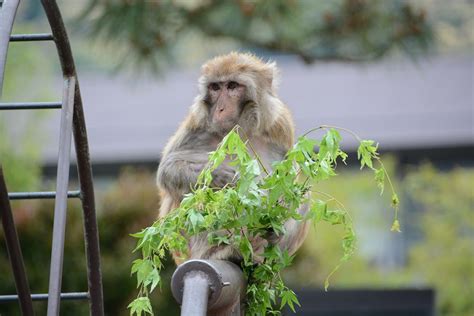 アカゲザル 京都市動物園