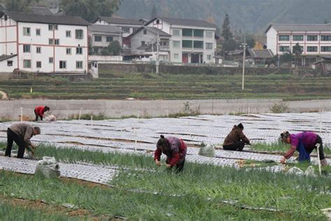 【乡村振兴示范地】茅垭镇新江村：冬闲地不闲 香葱种植忙 产业 村民 李珊珊