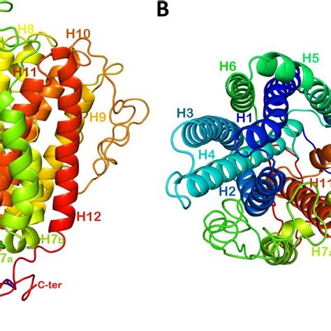 Theoretical model of sea bass ferroportin 3D structure. (A) side view ...