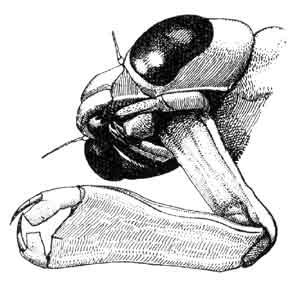 Стрекозы Odonata