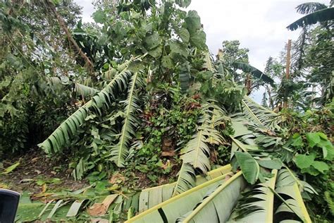 Pinsala Sa Sektor Ng Agrikultura Ng Bagyong Paeng Umabot Sa Php 133