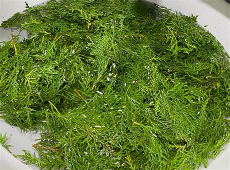 侧柏是单叶还是复叶？揭秘这种常见园林植物的叶片结构 一亩田
