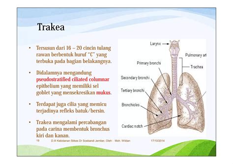 3 Anatomi And Fisiologi Sistem Pernafasan Ppt