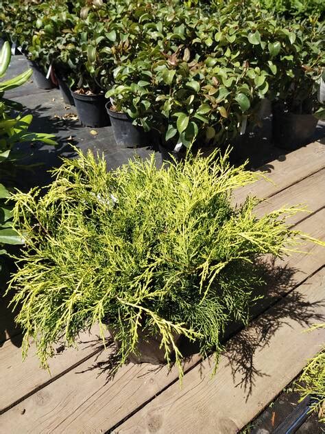 Купить Можжевельник Китайский Олд Голд Juniperus chinensis 'Old Gold С5 ...