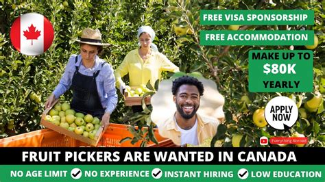 Fruit Picking Jobs In Canada With FREE Visa Sponsorship In 2024 No