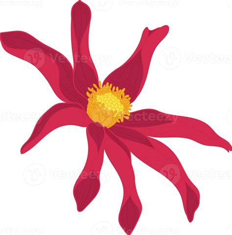 Red Dahlia Flower Hand Drawn Illustration 10172284 PNG